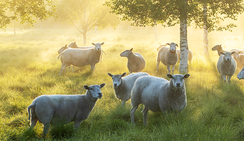 Schapen in het gras tussen bomen
