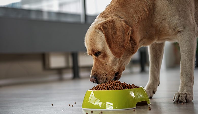 Labrador eet uit voerbak