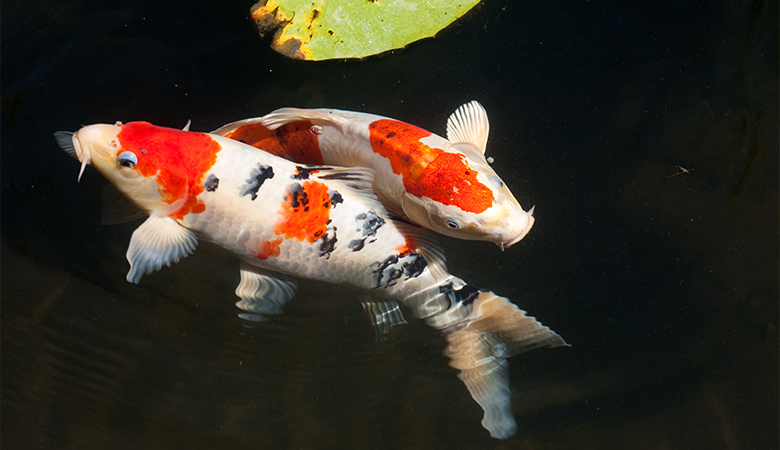 koi karpe