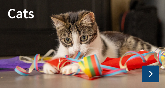 cats