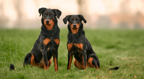 2 Beauceron-hunde i grønne omgivelser