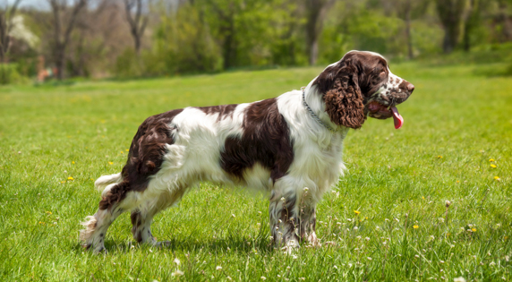 engelse springer spaniel