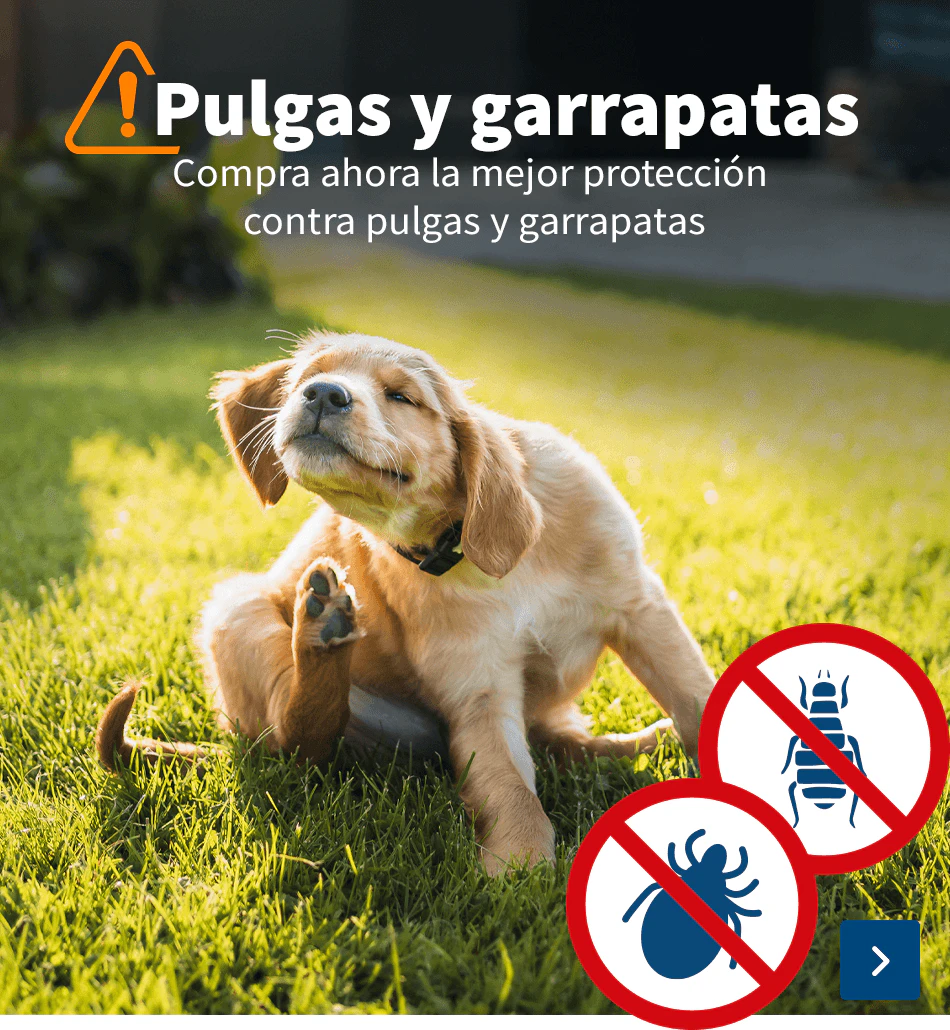 pulgas garrapatas