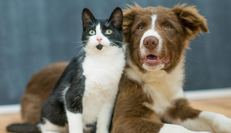 Hond en kat kijken in camera