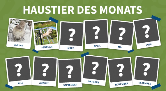 haustier-des-monats