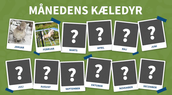 maanedens kaeledyr
