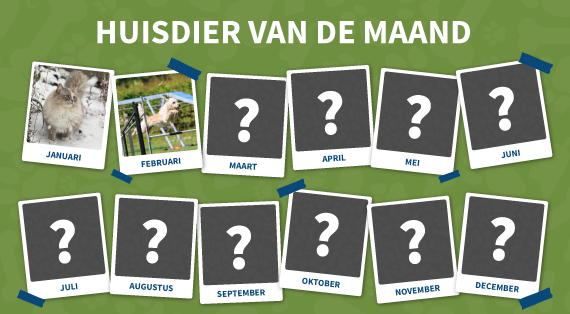 huisdier-van-de-maand