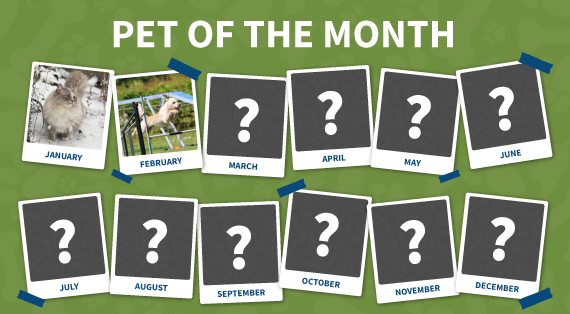 Pet of the month