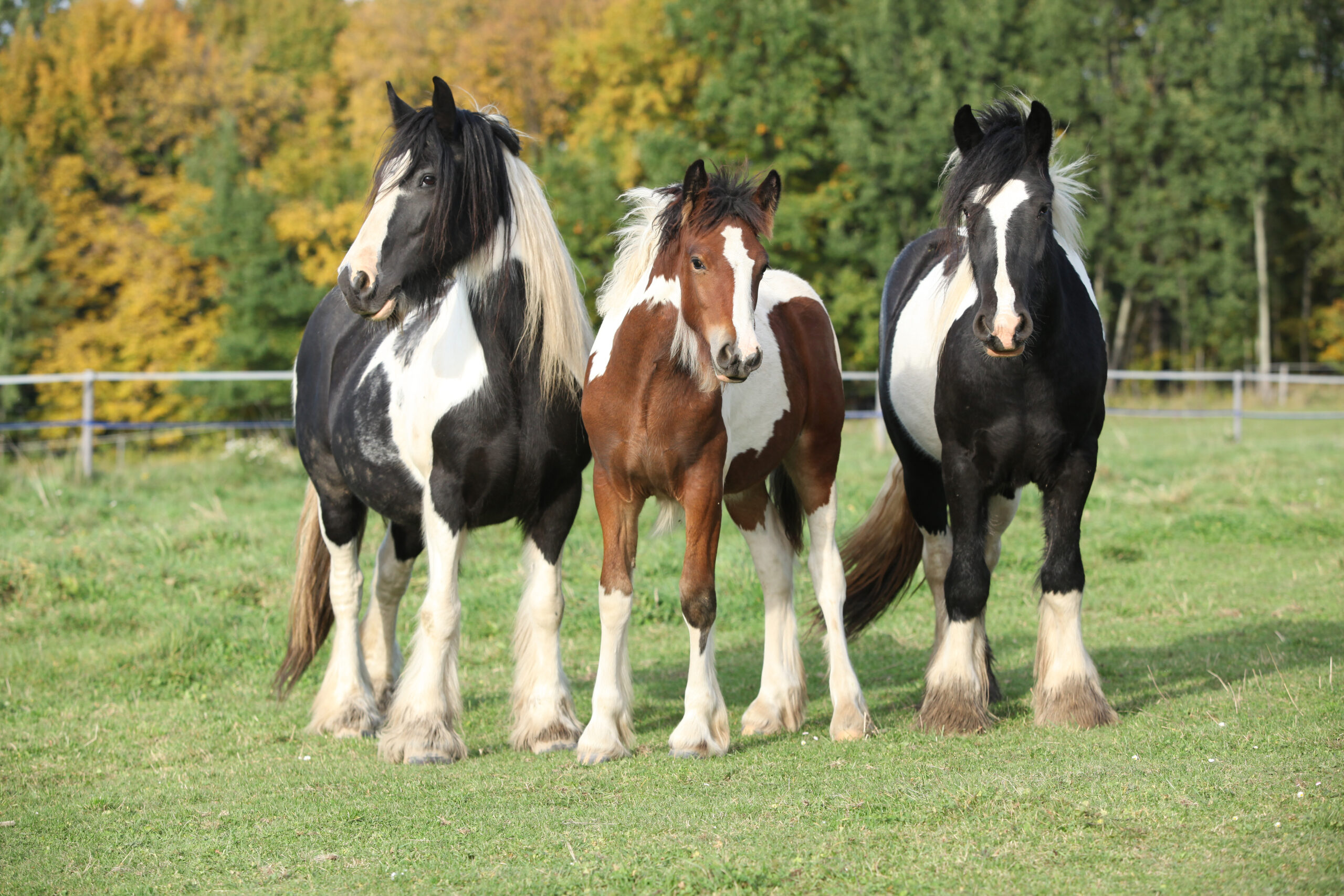 koudbloedpaarden in de wei