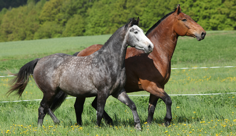 paarden rennen in de wei