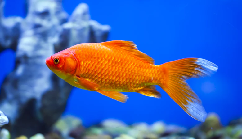 goudvis