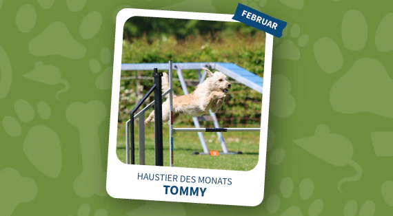 haustier des monats februar