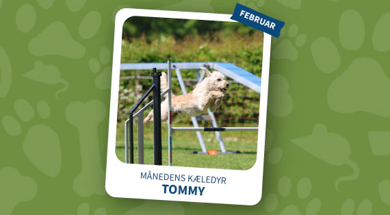 maanedens kaeledyr - februar