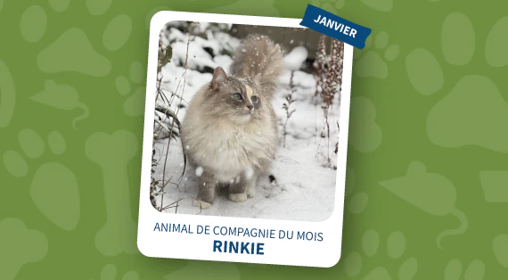  Animal de Compagnie du Mois de Janvier