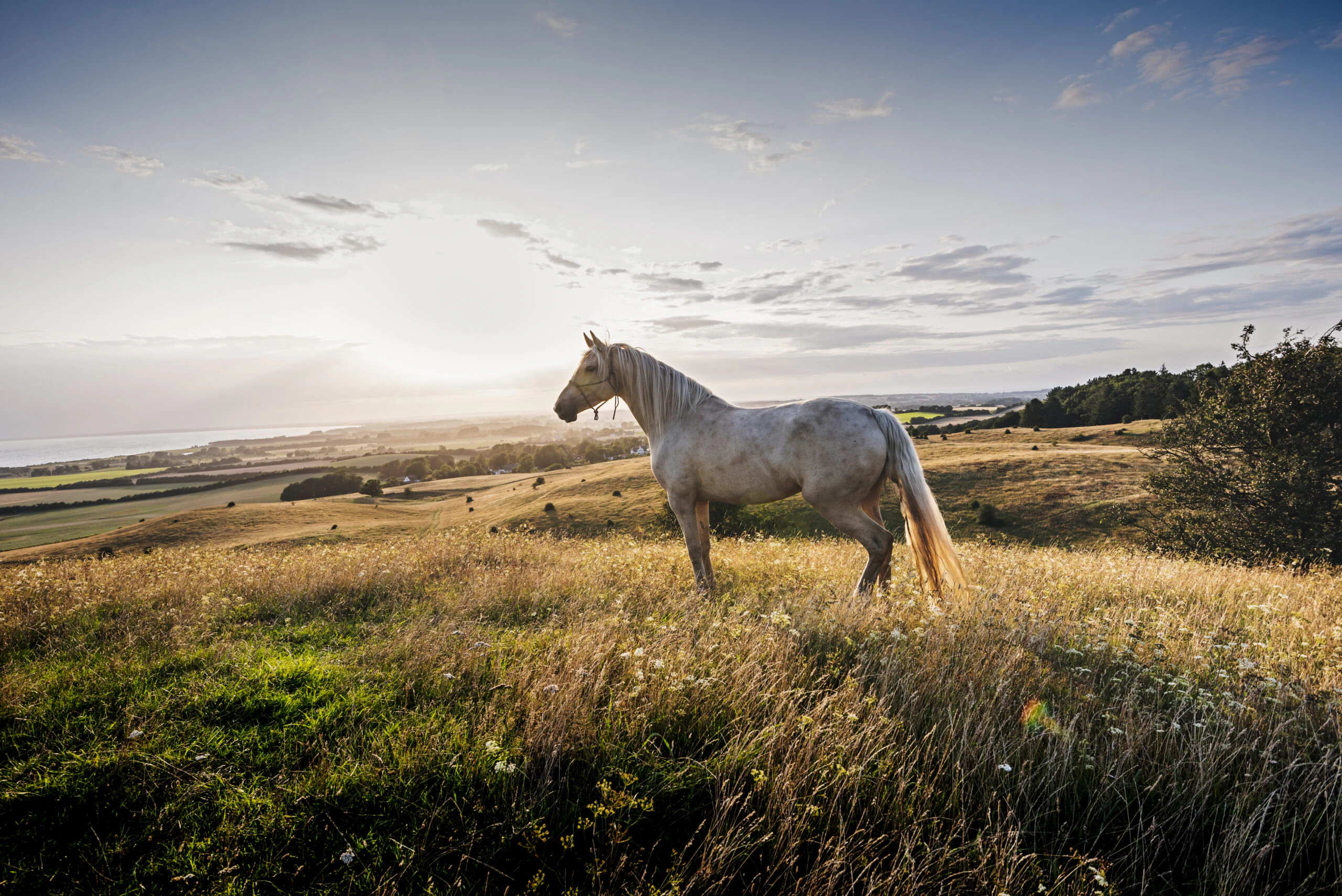 Pferd auf der Weide in der Sonne