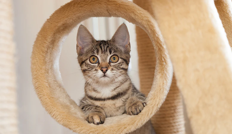 Kat kijkt door buis van krabpaal