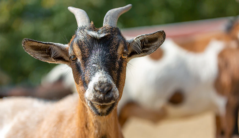 Geit kijkt in camera