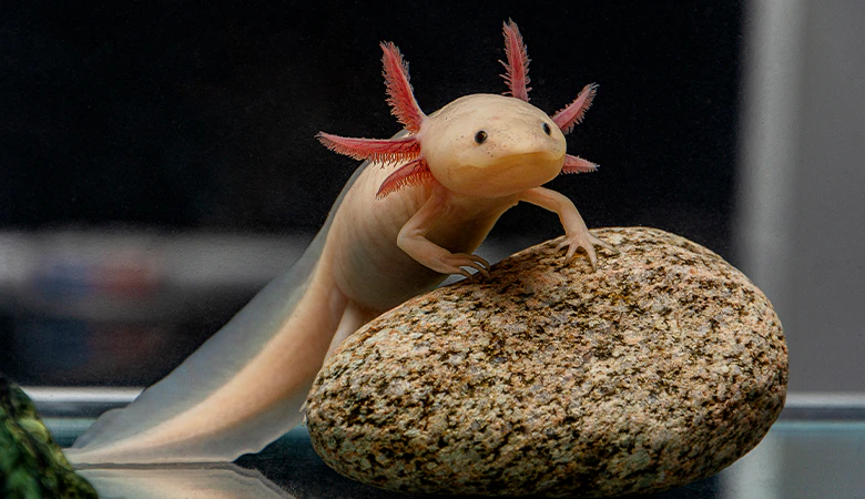 axolotl