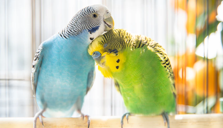 2 grasparkieten naast elkaar