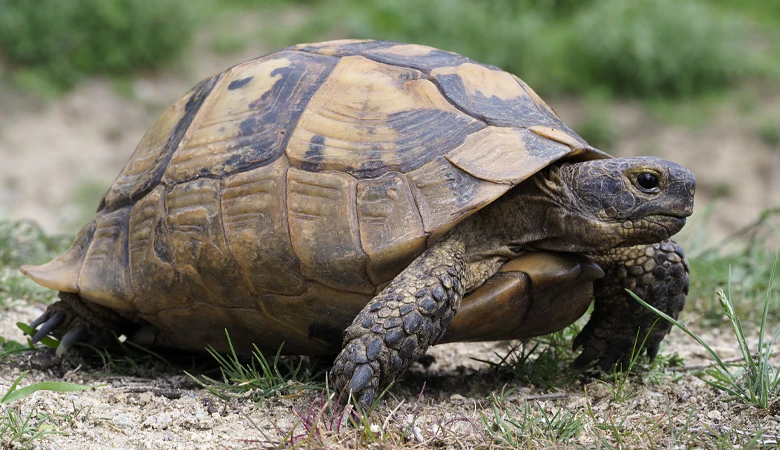 Griekse Landschildpad