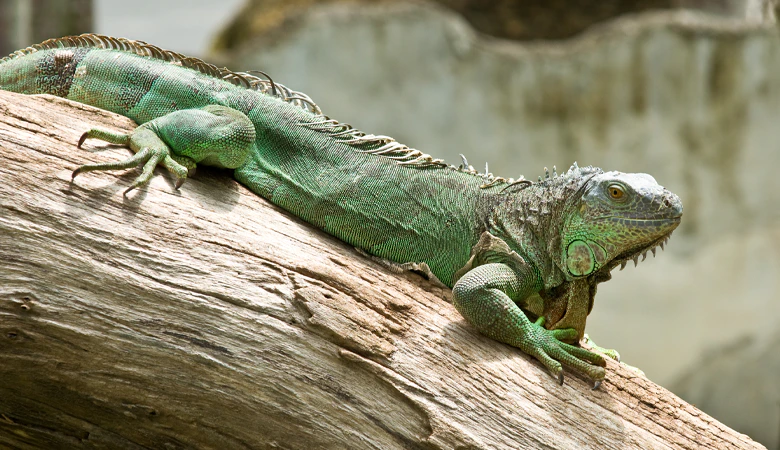 Iguana verde