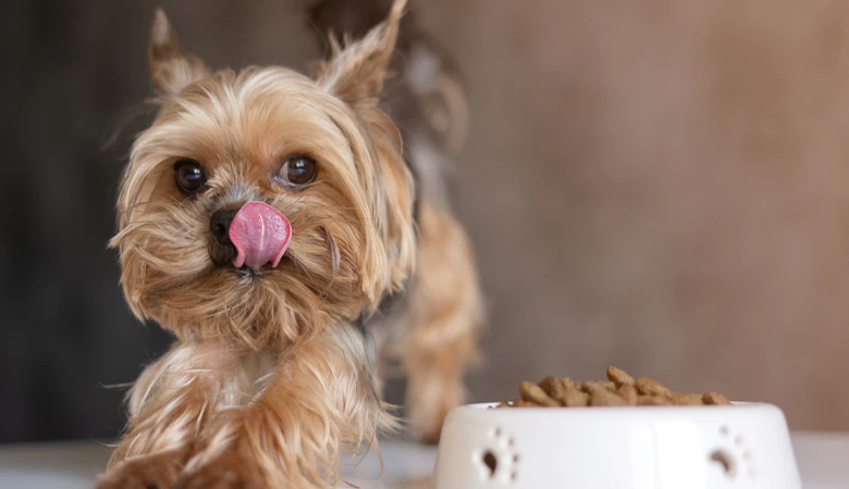 Yorkshire Terrier looking at bowl with kibble