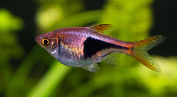 harlequin rasbora