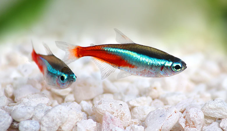 neon tetra