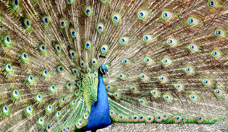 peacock