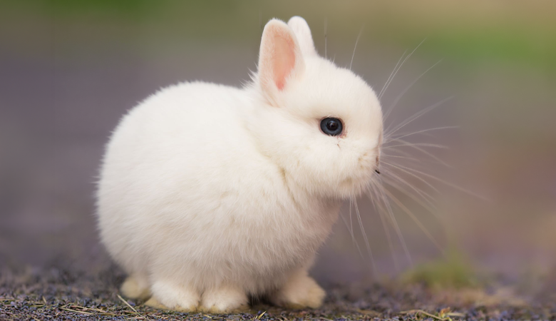 Polish Rabbit | Rabbit Breeds | Vetsend.co.uk