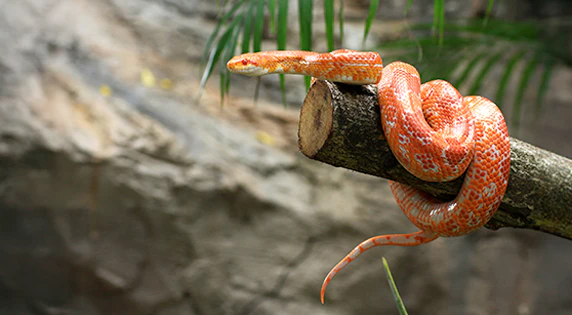 Serpente del grano rosso