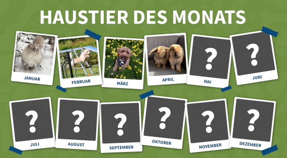 haustier-des-monats