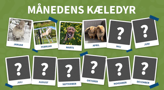 maanedens kaeledyr