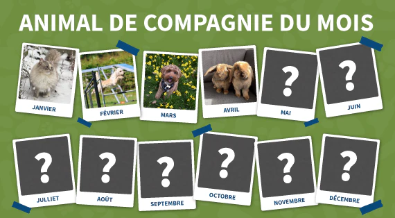 animal de compagnie du mois