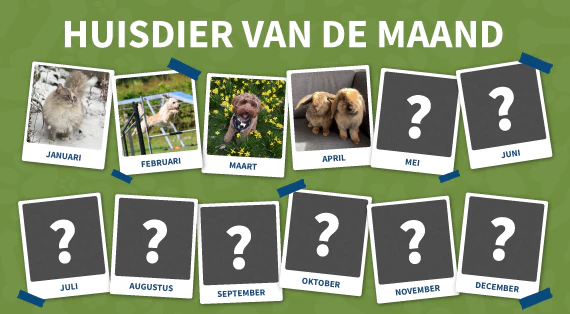 huisdier-van-de-maand
