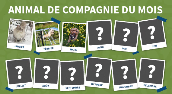 animal de compagnie du mois