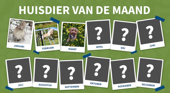 huisdier-van-de-maand