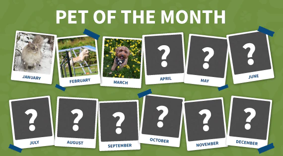 Pet of the month