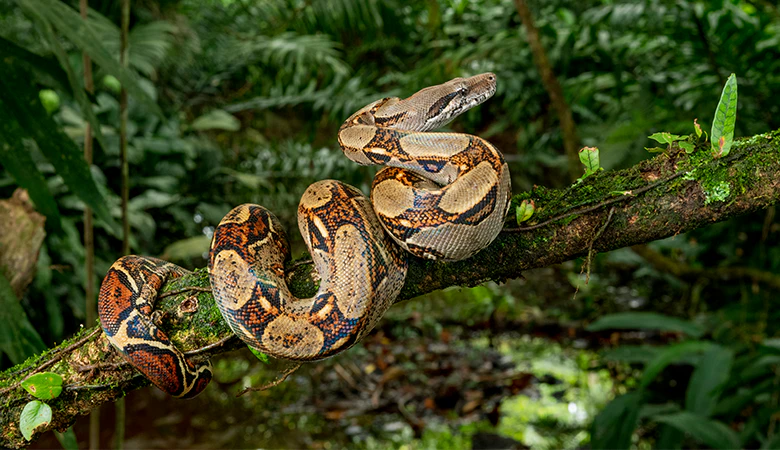 Boa Constrictor