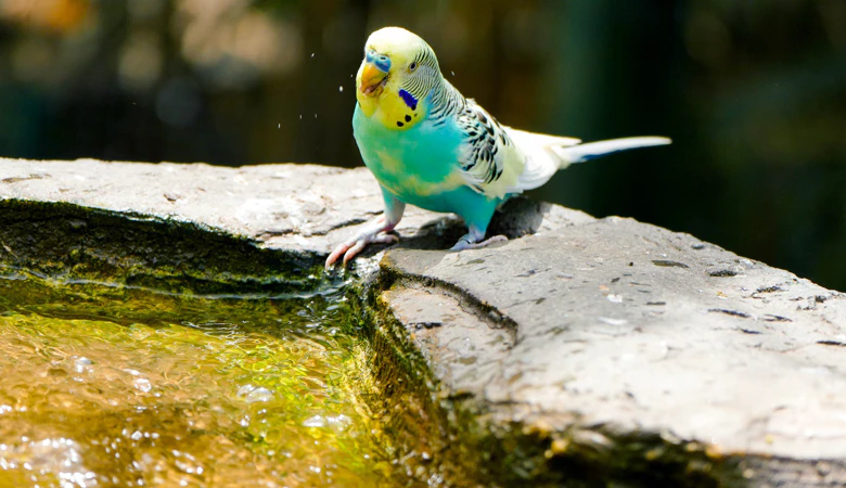 Parkiet op rand van een vijver