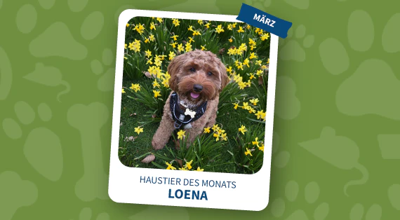 haustier des monats märz