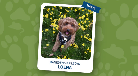maanedens kaeledyr - marts