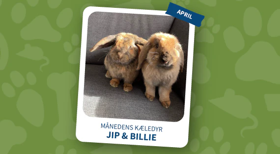 maanedens kaeledyr - april