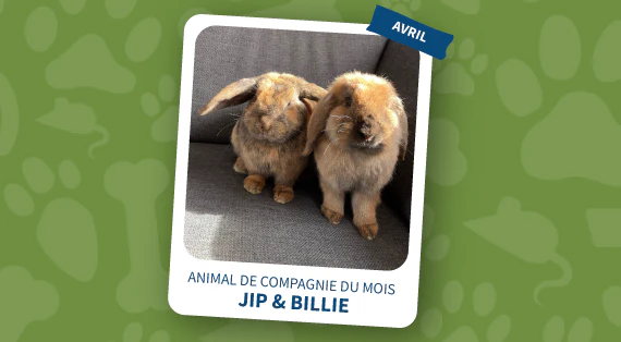 animal de compagnie du mois d'avril