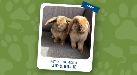 pet of the month april