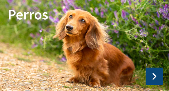 Perros