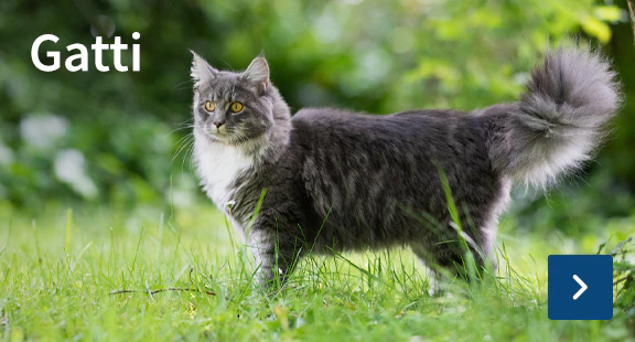 Gatti