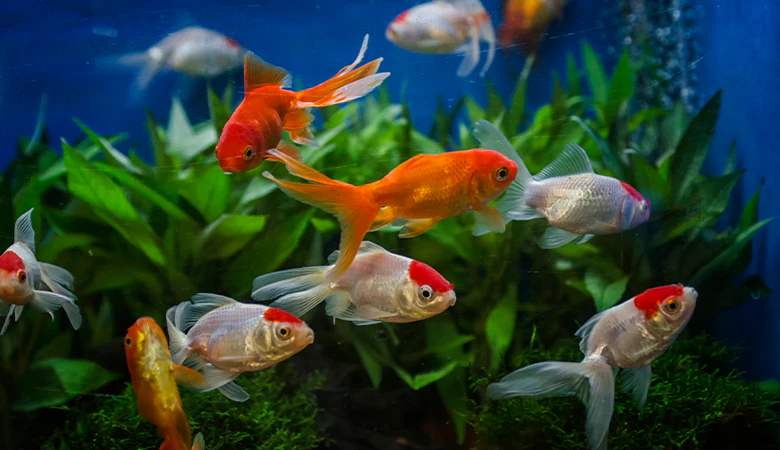 Vissen in aquarium