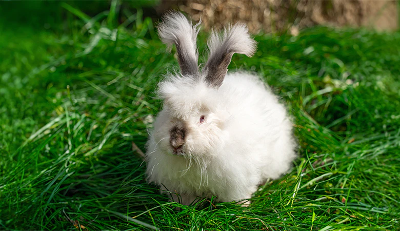 Angora konijn