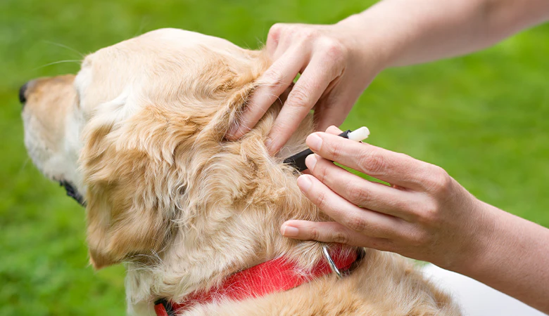 Er wordt een teek verwijderd in de nek van een golden retriever